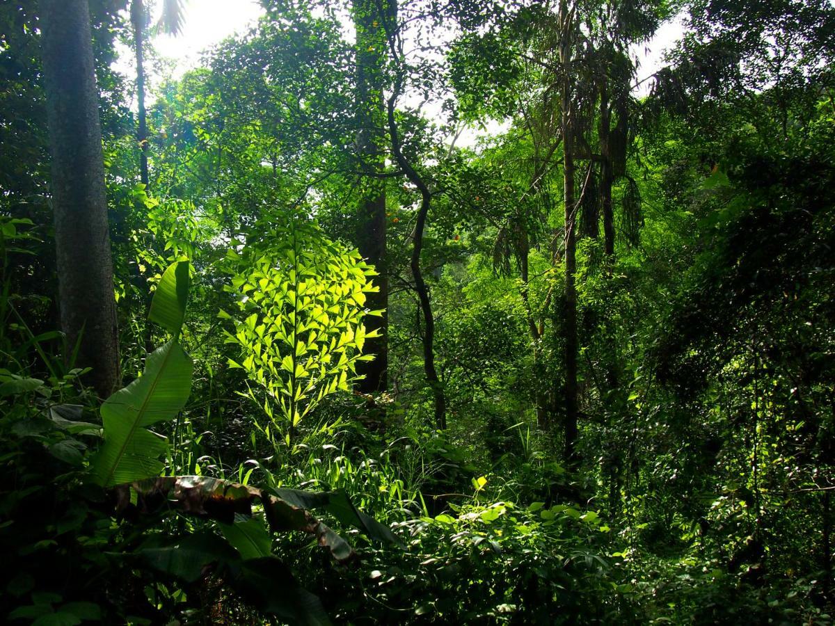 Natural Mystic Sanctuary Deniyaya Exterior foto